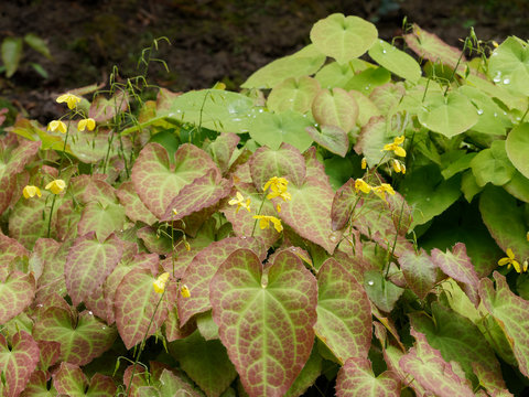 Epimedium - Fleur des Elfes ou Epid&egrave;me