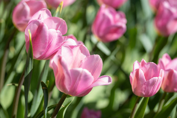 Close-up bright colorful pink tulip blooms in spring morning.