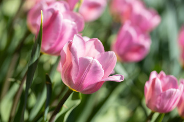 Fototapeta premium Close-up bright colorful pink tulip blooms in spring morning.