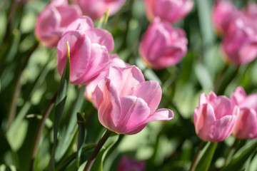 Fototapeta premium Close-up bright colorful pink tulip blooms in spring morning.