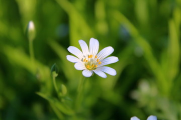 white flower on green grass background