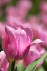 Obraz premium Close-up bright colorful pink tulip blooms in spring morning.