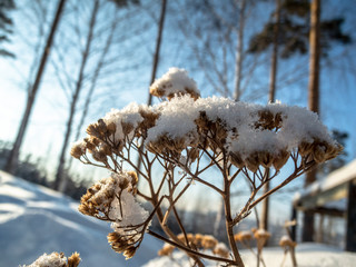 Snow on dried herb.
