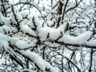 Branches of a tree covered with snow.