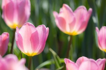 Close-up bright colorful pink tulip blooms in spring morning.