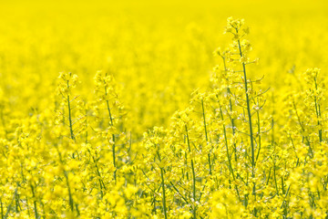 Obraz premium Rapeseed field, Blooming canola flowers. Flowering Bright Yellow Rape in summer.