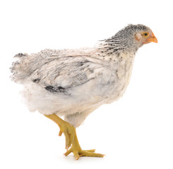 Obraz premium Gray hen isolated.