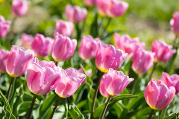 Close-up bright colorful pink tulip blooms in spring morning.