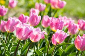 Obraz na płótnie Canvas Close-up bright colorful pink tulip blooms in spring morning.