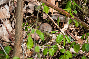 Bank Vole Foraging in Springtime