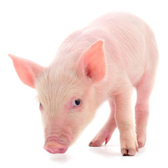 Small pink pig isolated.