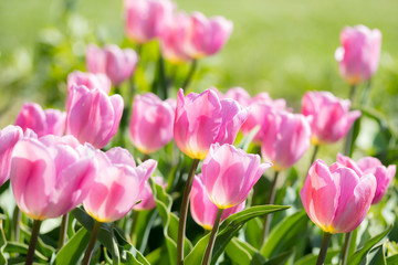 Close-up bright colorful pink tulip blooms in spring morning.