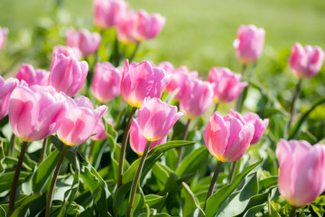Close-up bright colorful pink tulip blooms in spring morning.