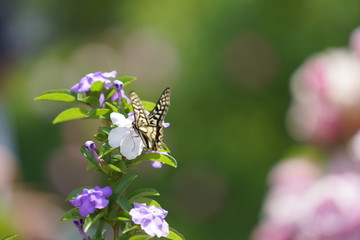 アゲハ蝶と花