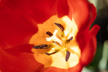 Close-up bright colorful red tulip bloom in spring morning.