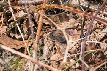 Bank Vole Foraging in Springtime