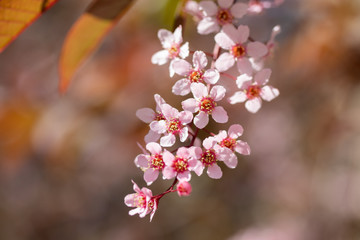 Bird Cherry, Prunus padus, in park, Finland