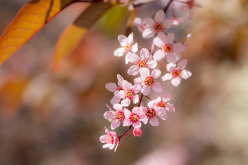 Bird Cherry, Prunus padus, in park, Finland