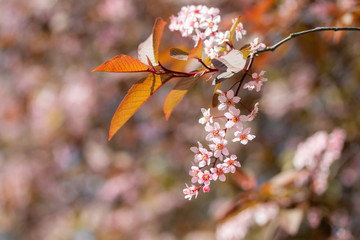 Bird Cherry, Prunus padus, in park, Finland