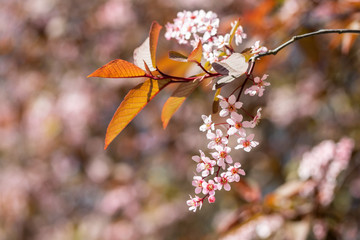 Bird Cherry, Prunus padus, in park, Finland