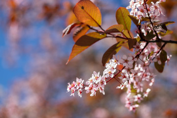 Bird Cherry, Prunus padus, in park, Finland