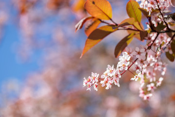 Bird Cherry, Prunus padus, in park, Finland