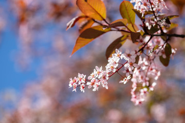 Bird Cherry, Prunus padus, in park, Finland