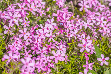 Beautiful natural background of small purple flowers