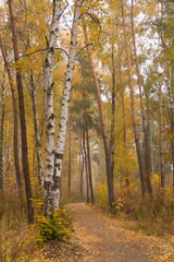 Fototapeta premium Walking path in the autumn forest in Ukraine