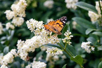 Fototapeta na wymiar Butterfly on bush with white flowers. Summer
