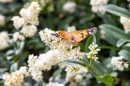 Butterfly on bush with white flowers. Summer