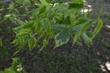 young green plants in the garden