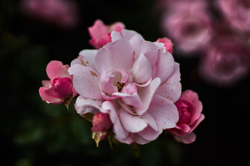 Naklejka na ściany i meble Pink rose with four buds