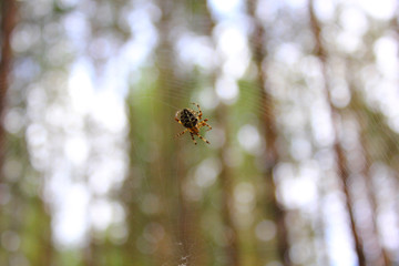 spider on a web in a pine forest
