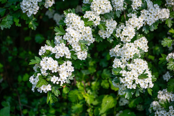 Hawthorn blossom.