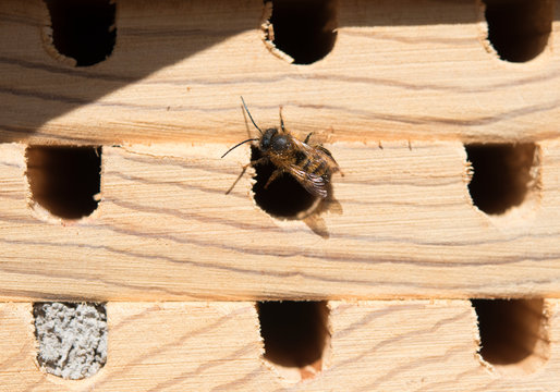 Biene gehörnte Mauerbiene Bienenhaus Bienenhotel Osmia cornute European orchard bee Brut Nest 008