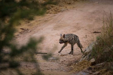 Obraz premium A wild encounter with walking Striped hyena (Hyaena hyaena) on a jungle trail at ranthambore national park, rajasthan, india