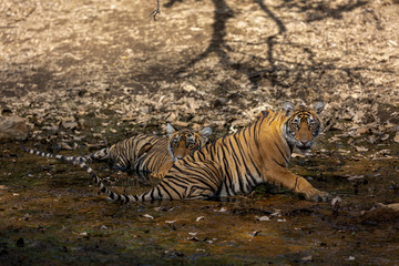 Fototapeta na wymiar Tiger Cubs resting in natural pool