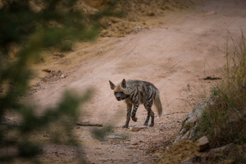 Fototapeta premium A wild encounter with walking Striped hyena (Hyaena hyaena) on a jungle trail at ranthambore national park, rajasthan, india