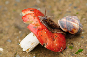 The spring run of the snail. Using red cork as backdrop