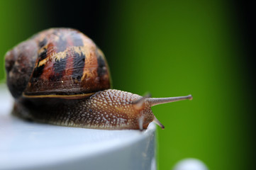The spring run of the snail. Using red cork as backdrop