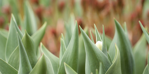 young fresh tulips growing in spring park or garden