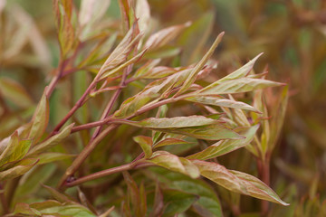beautiful lush foliage of a peony growing in the garden