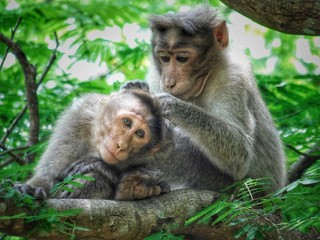 A monkey and it's child. Shot taken from wildlife park from India, Kerala