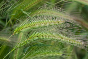 Wild Barley Inflorescence in Springtime