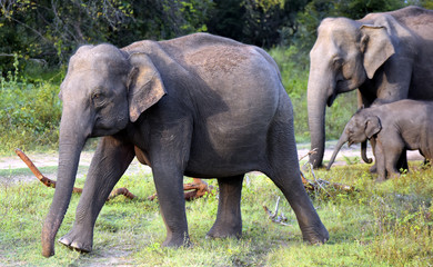 Fototapeta na wymiar wild Asian elephant in Minneriya national park in Sri Lanka