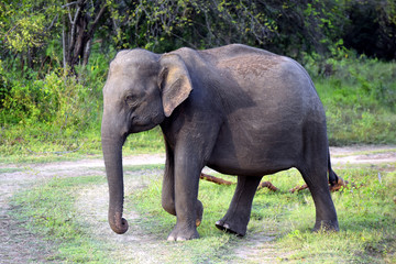 Naklejka na ściany i meble wild Asian elephant in Minneriya national park in Sri Lanka