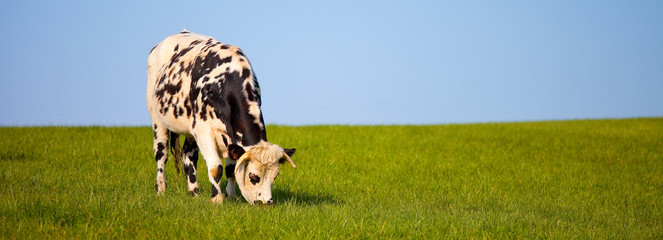 Vache type Normande dans les prés