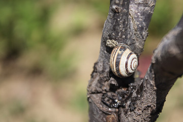 snail on a tree