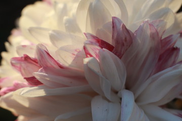 close-up macro image of pink and white delicate soft twisted petals of a chysanthemum flower in a garden, rural New South Wales, Australia